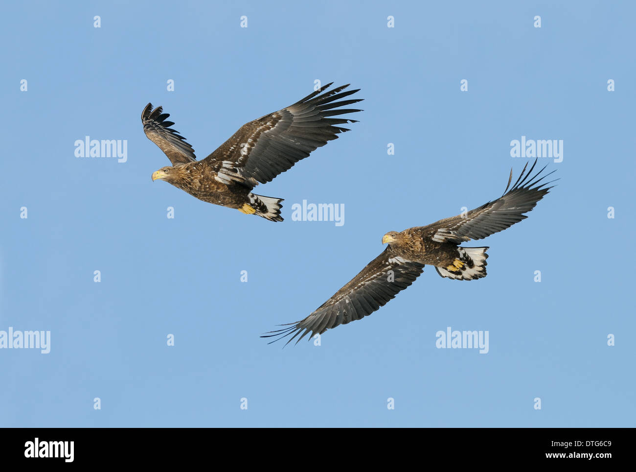 Two stellers sea eagles hi-res stock photography and images - Alamy