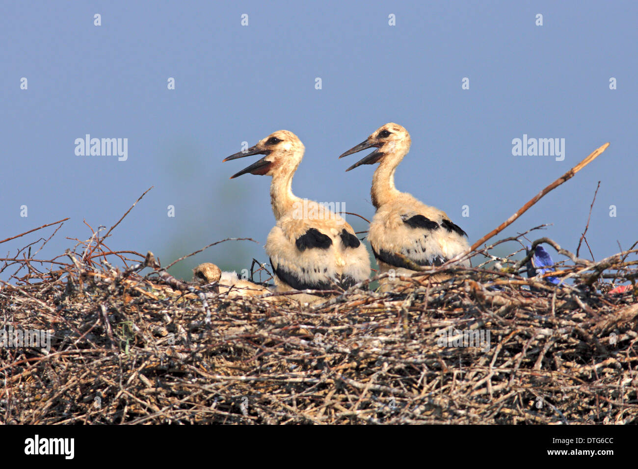 White Storks, youngs at nest, Philippsburg, Baden-Wurttemberg, Germany / (Ciconia ciconia) Stock Photo