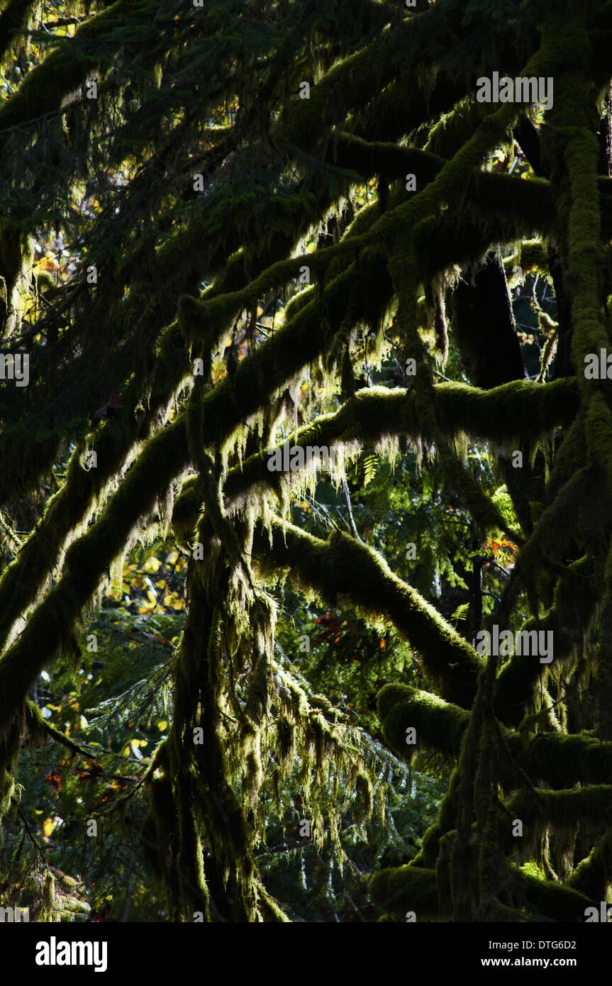 Moss hanging from autumn trees, in Golden Ears Park, Maple Ridge, BC, Canada Stock Photo