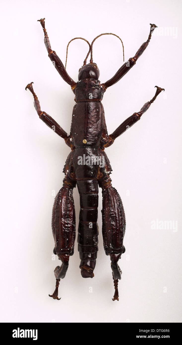 Lord howe insect hi-res stock photography and images - Alamy