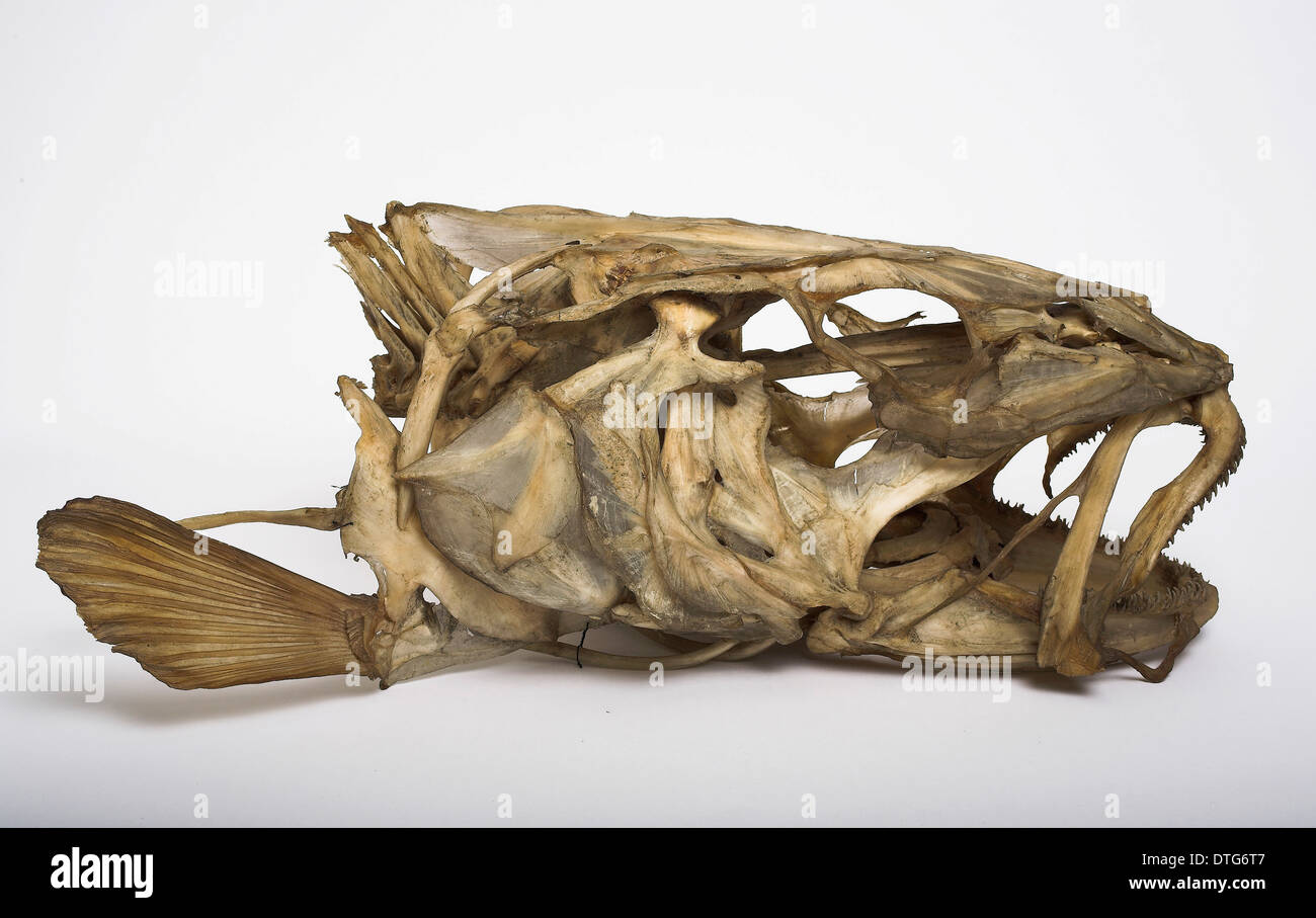 Gadus morhua, cod Stock Photo