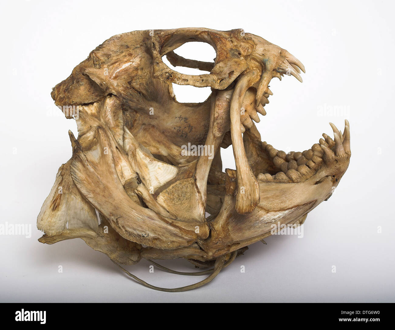 wolf eel skeleton wolf eel skeleton