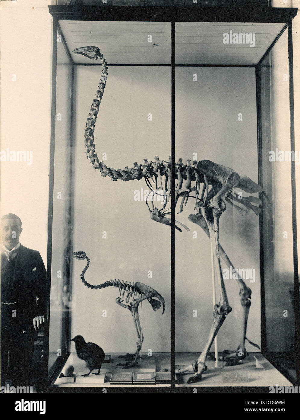 Dinoris sp., moa skeletons Stock Photo