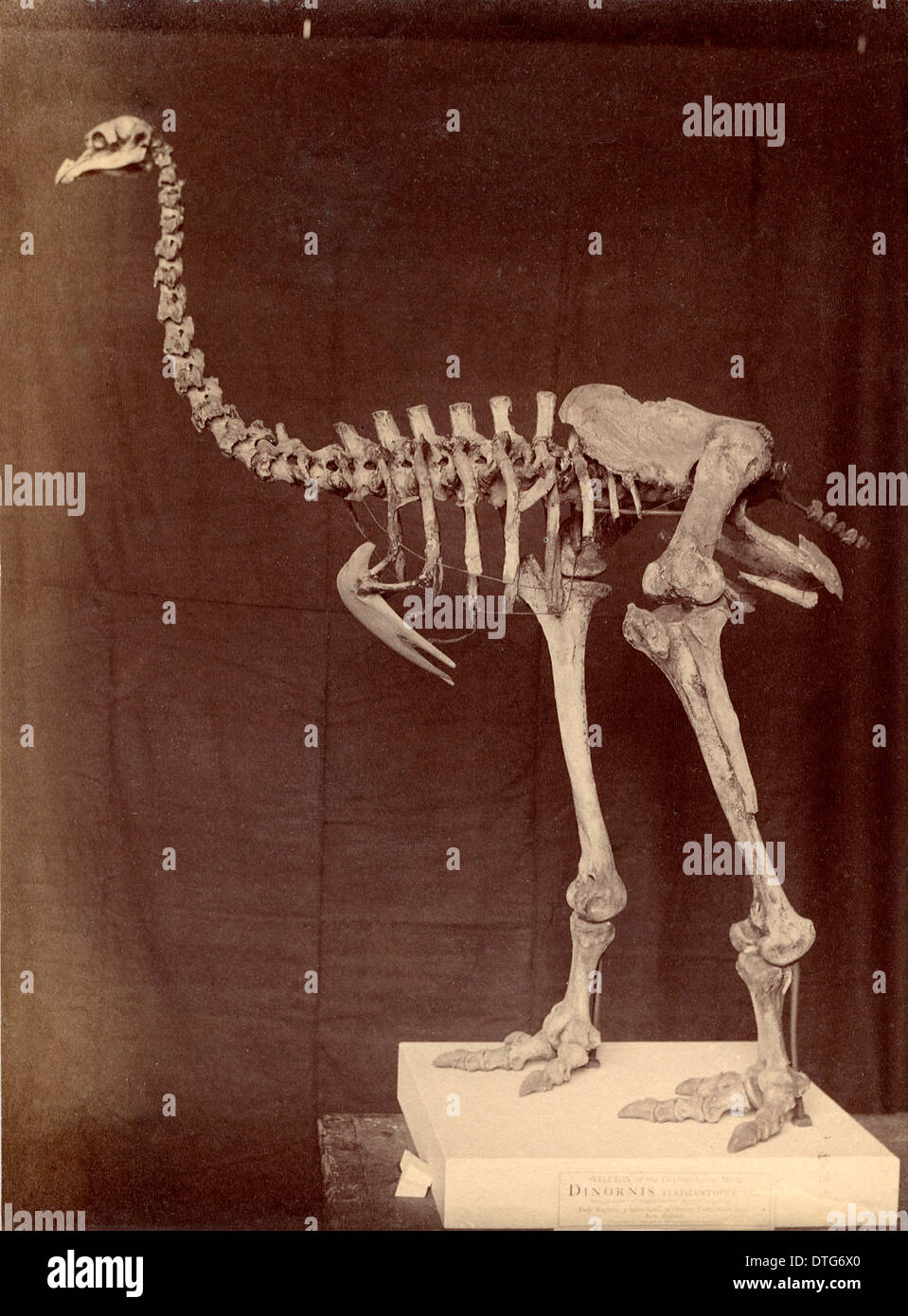 Dinornis elephantopus, heavy-footed moa Stock Photo