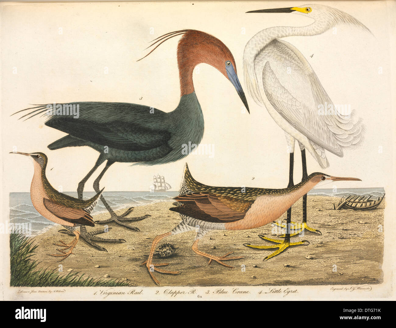 Wading bird illustration from American Ornithology (1824) by Alexander Wilson Stock Photo