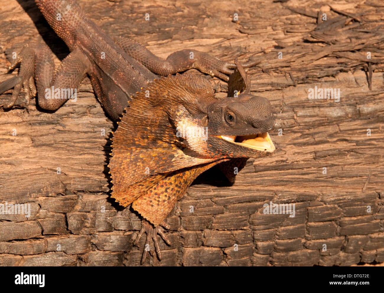 Frill-necked Lizard, Northern Territory, Australia Stock Photo