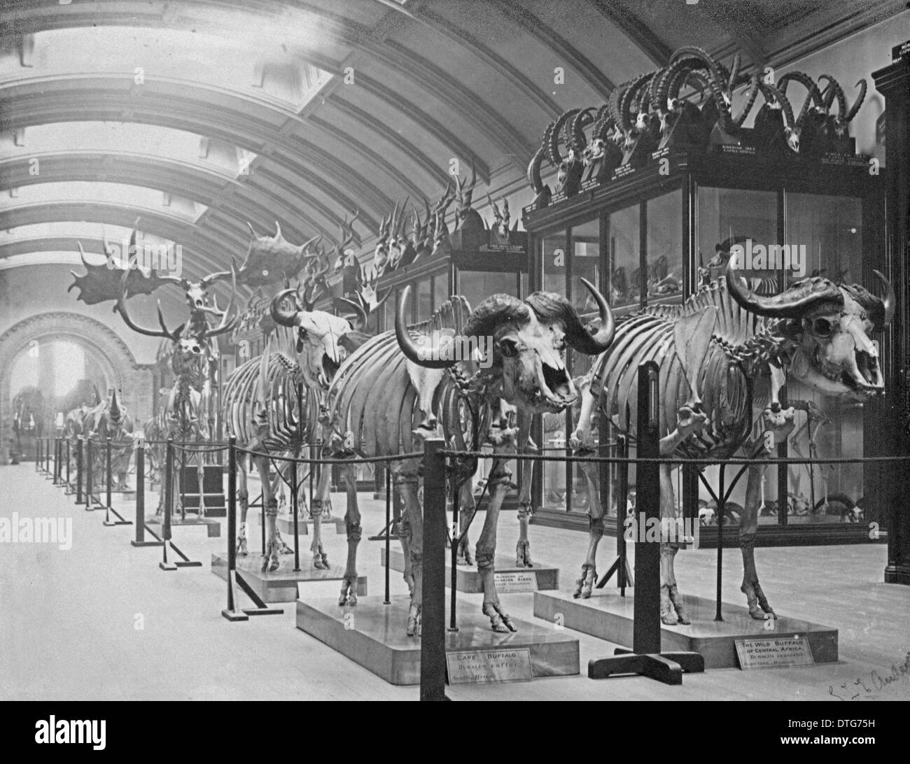 Osteological Gallery. 5th July 1892 Stock Photo