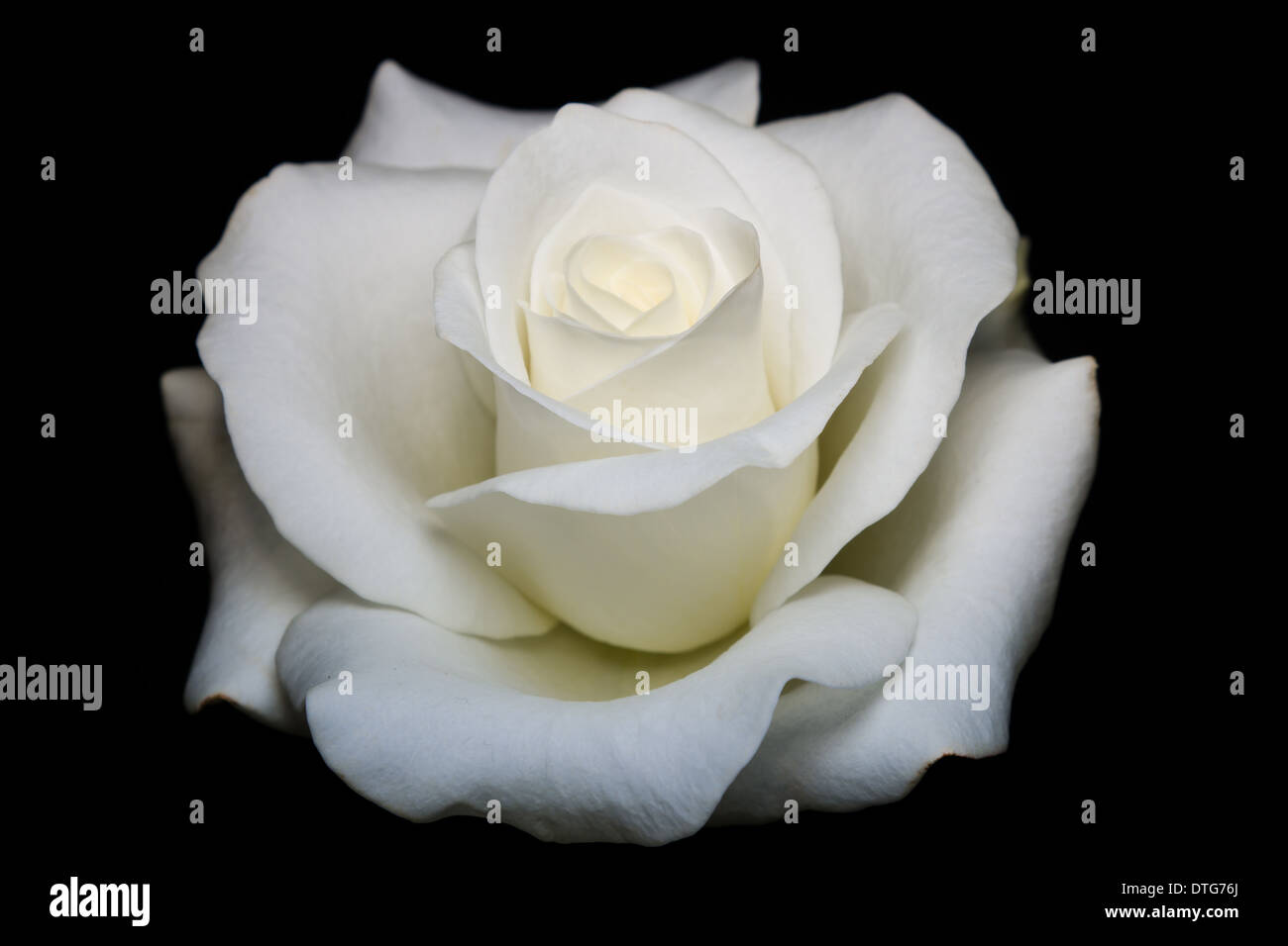 Portrait of a beautiful English white rose Stock Photo