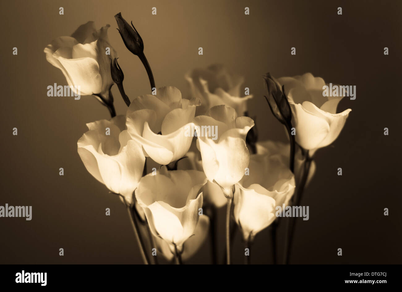 Roses reaching for the sky in Sepia Stock Photo