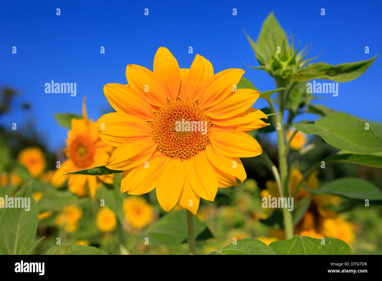 Sunflower / (Helianthus annuus) Stock Photo