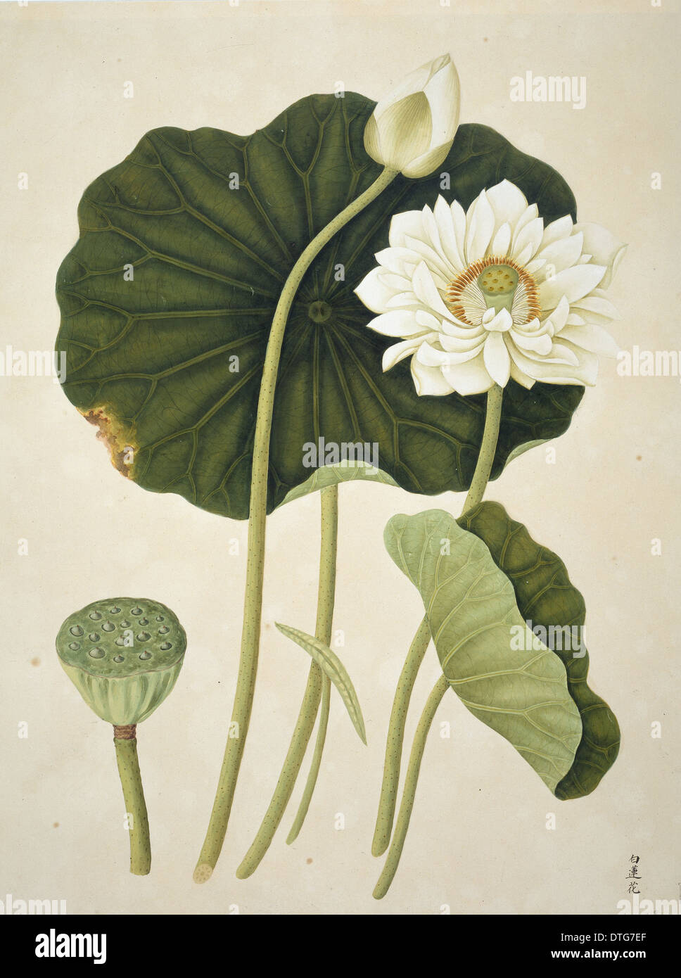 Nelumbo nucifera, sacred lotus Stock Photo