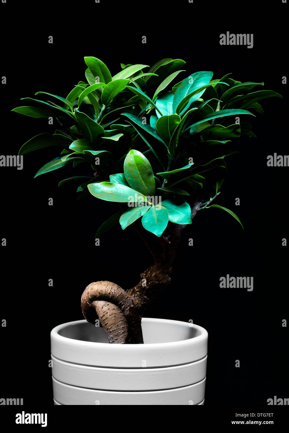 Lit by torch light in a darkened room, this is my ficus microcarpa ginseng plant Stock Photo