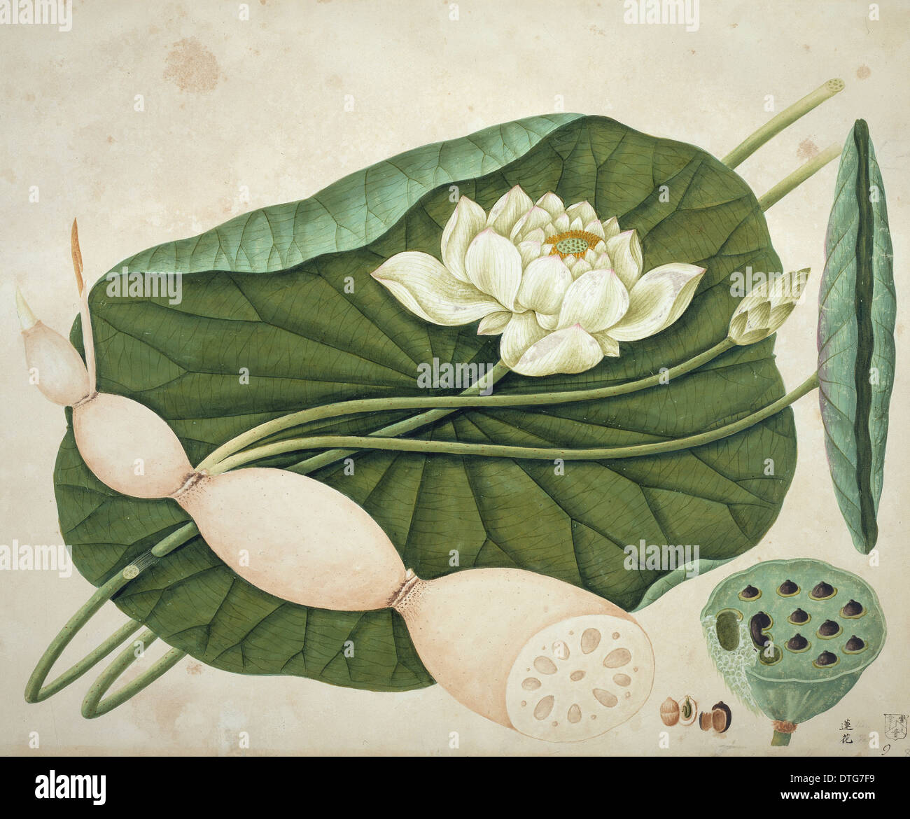 Nelumbo nucifera, sacred lotus Stock Photo