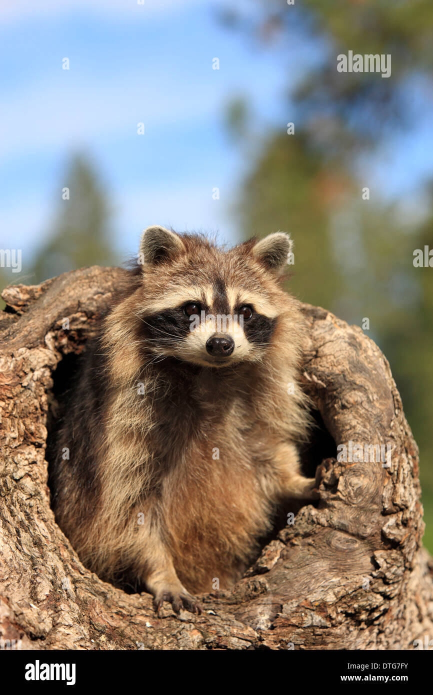 Racoon North American Raccoon / (Procyon lotor Stock Photo - Alamy
