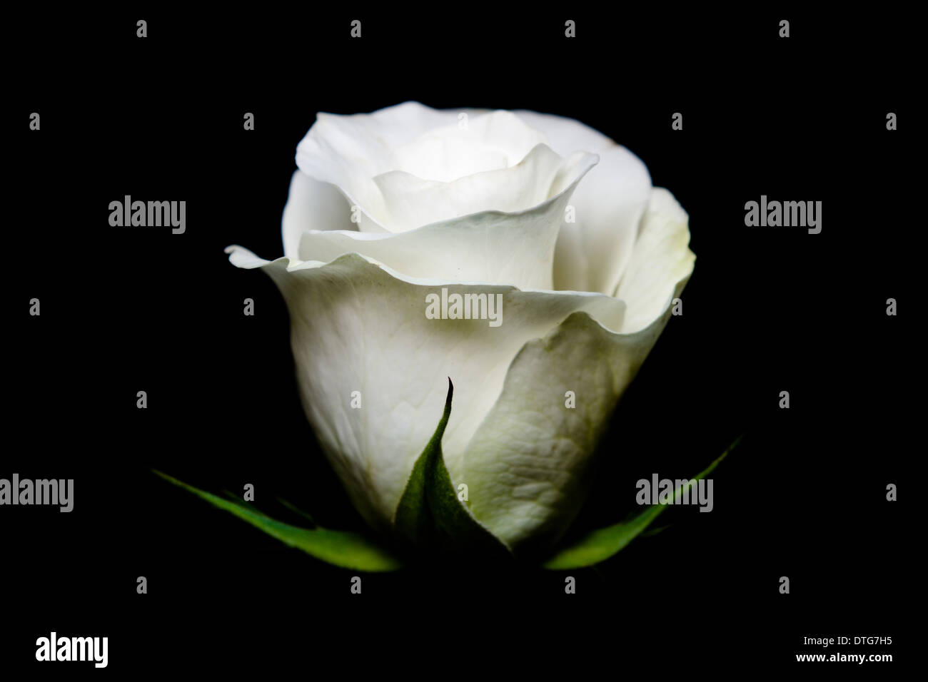 A beautiful portrait of a white rose Stock Photo