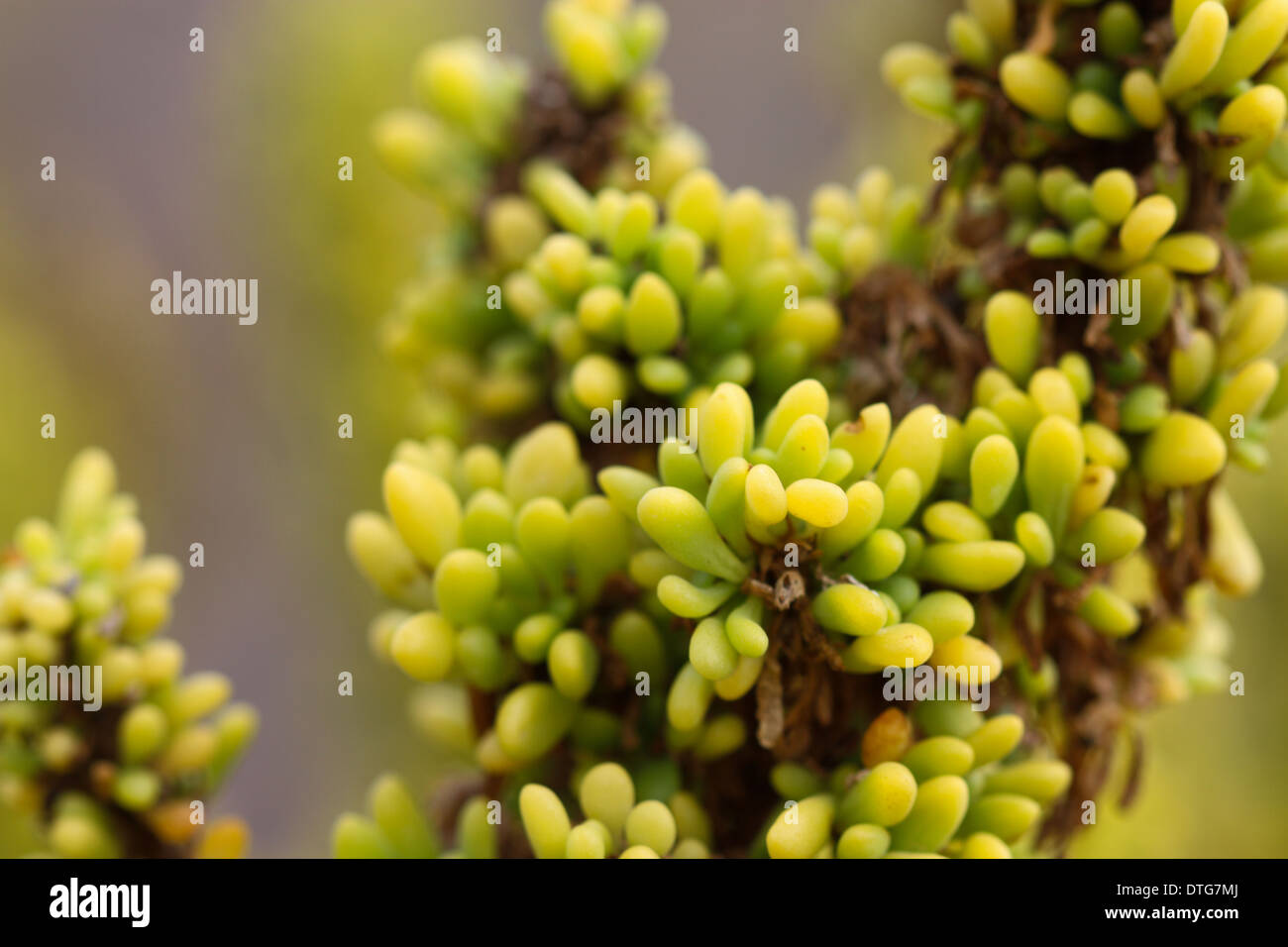Galapagos islands flora hi-res stock photography and images - Alamy