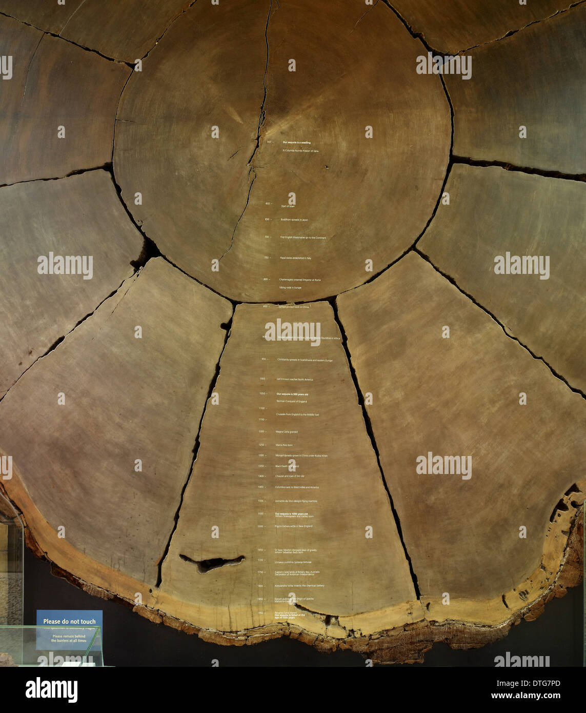 Sequoiadendron giganteum, giant sequoia Stock Photo