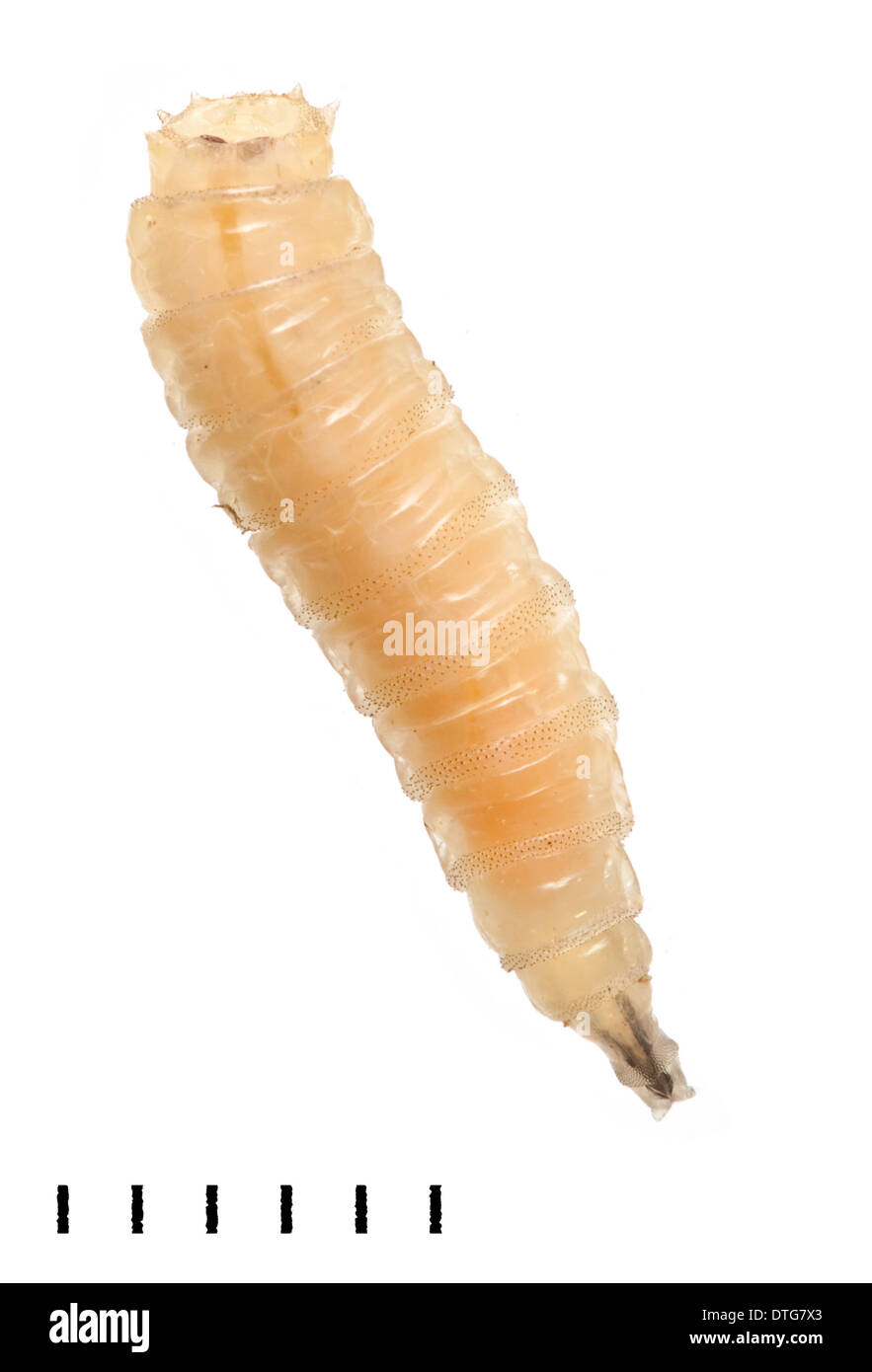 Calliphora vomitoria, Bluebottle maggot Stock Photo