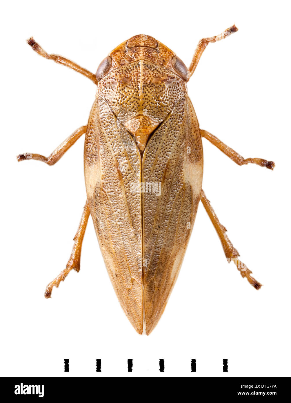 Philaenus spumarius, Common Froghopper Stock Photo