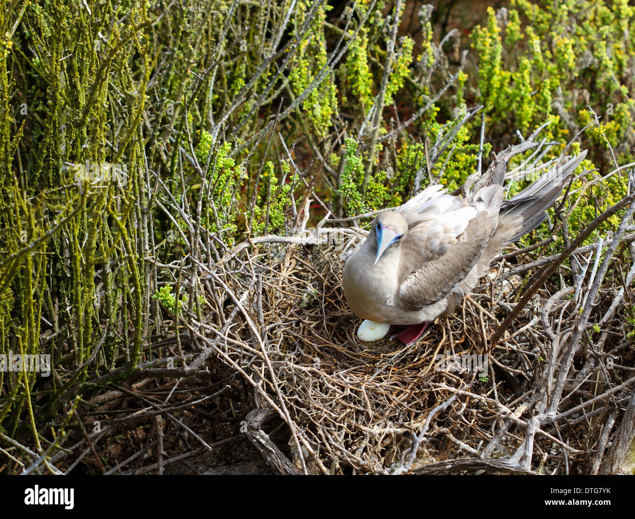 Red-footed boobies only mate once every fifteen months; seeing an egg ...