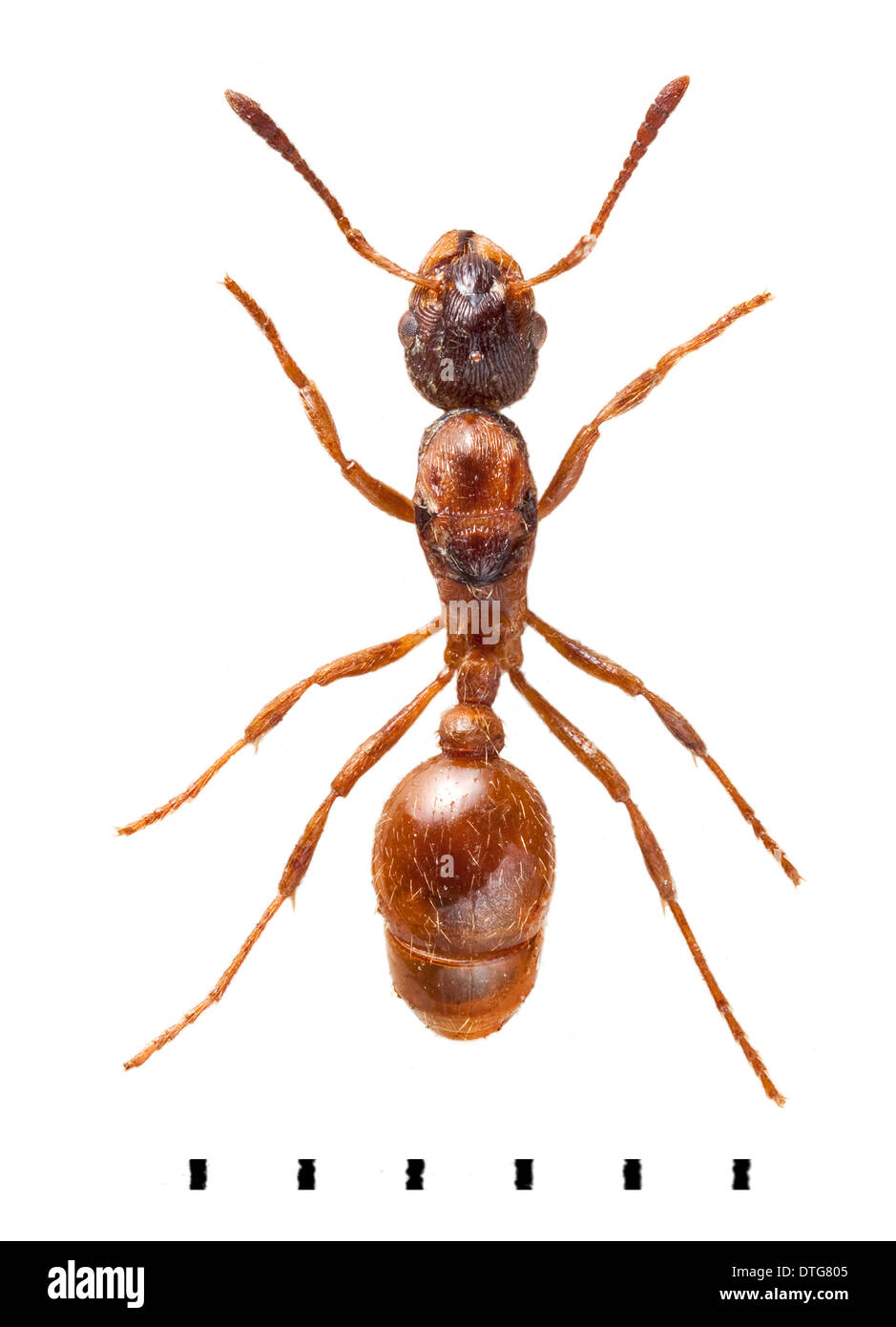 Myrmica rubra, Common Red Ant Stock Photo