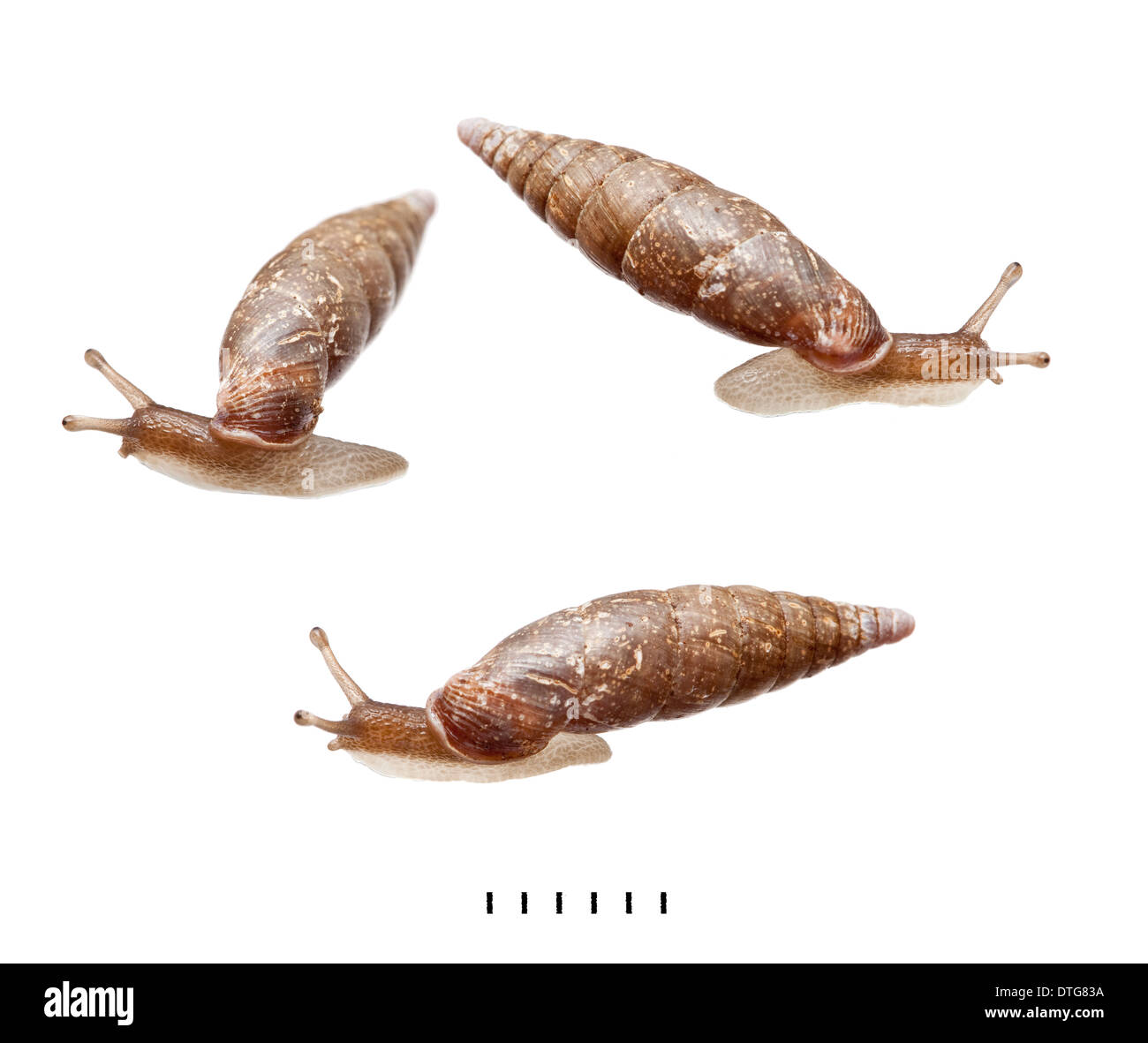 Clausiliidae, Door snail Stock Photo