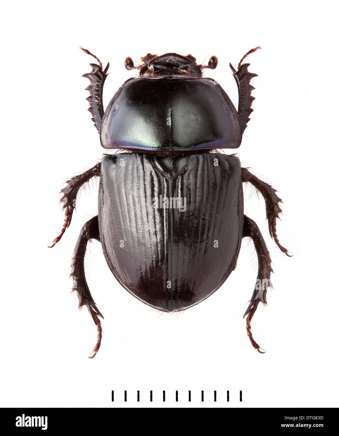 Geotrupes stercorarius, Dor beetle Stock Photo