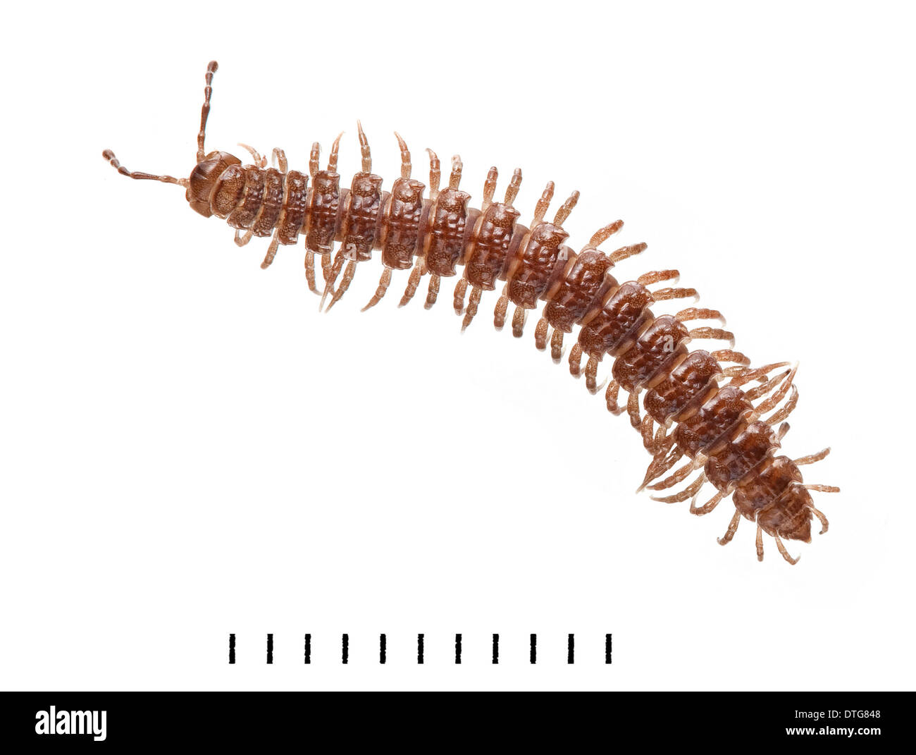 Polydesmus angustus, Flat-backed Millipede Stock Photo