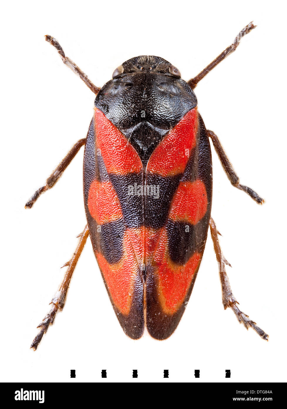 Cercopis vulnerata, Black-and-red froghopper Stock Photo