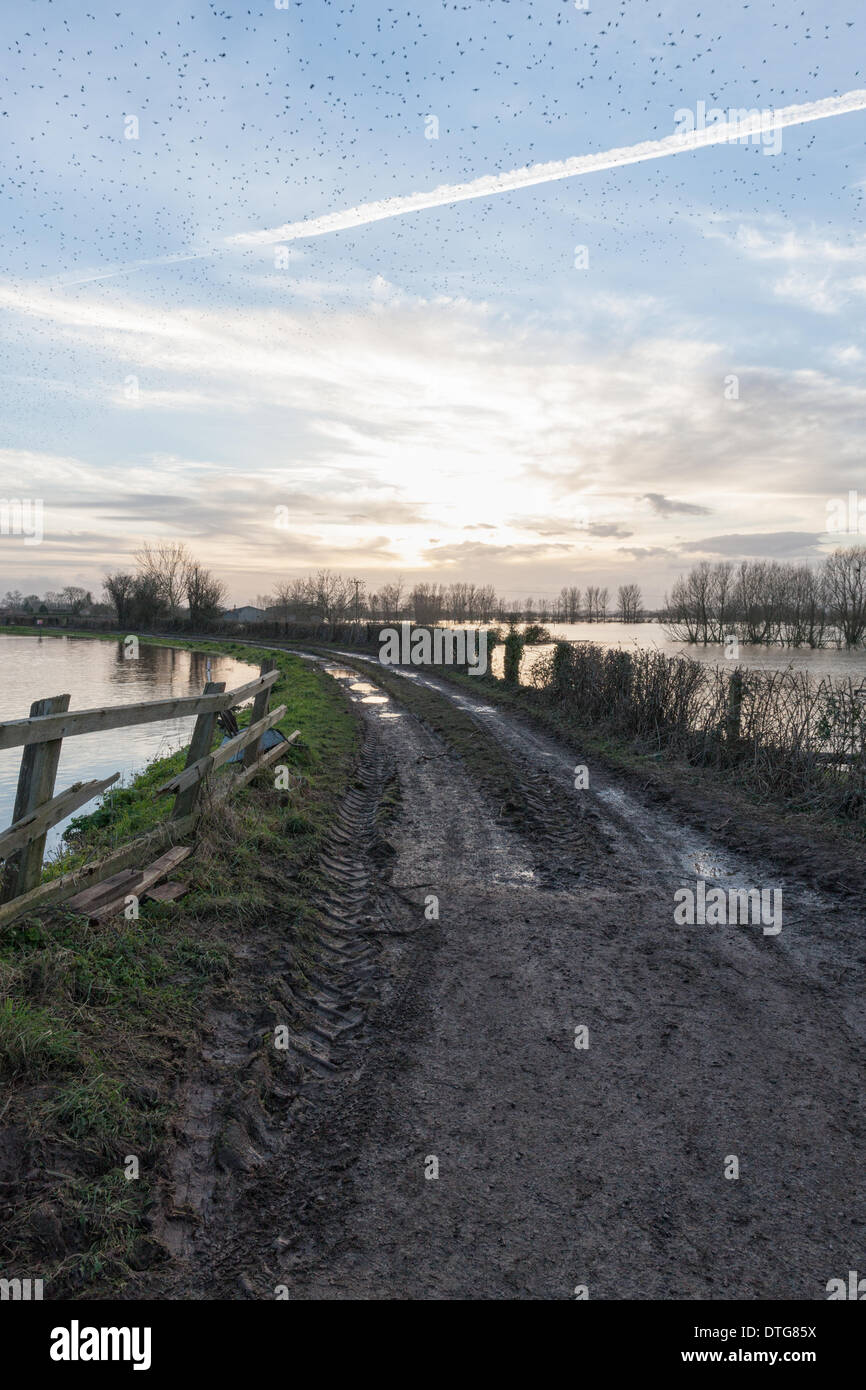 Burrowbridge, Somerset, United Kingdom at 17:03 hrs on 16th February 2014.  A flock of starlings fly over the floods along the River Tone at Burrowbridge, on their route to their roost for the night. Credit:  Living Levels Photography/Alamy Live News Stock Photo