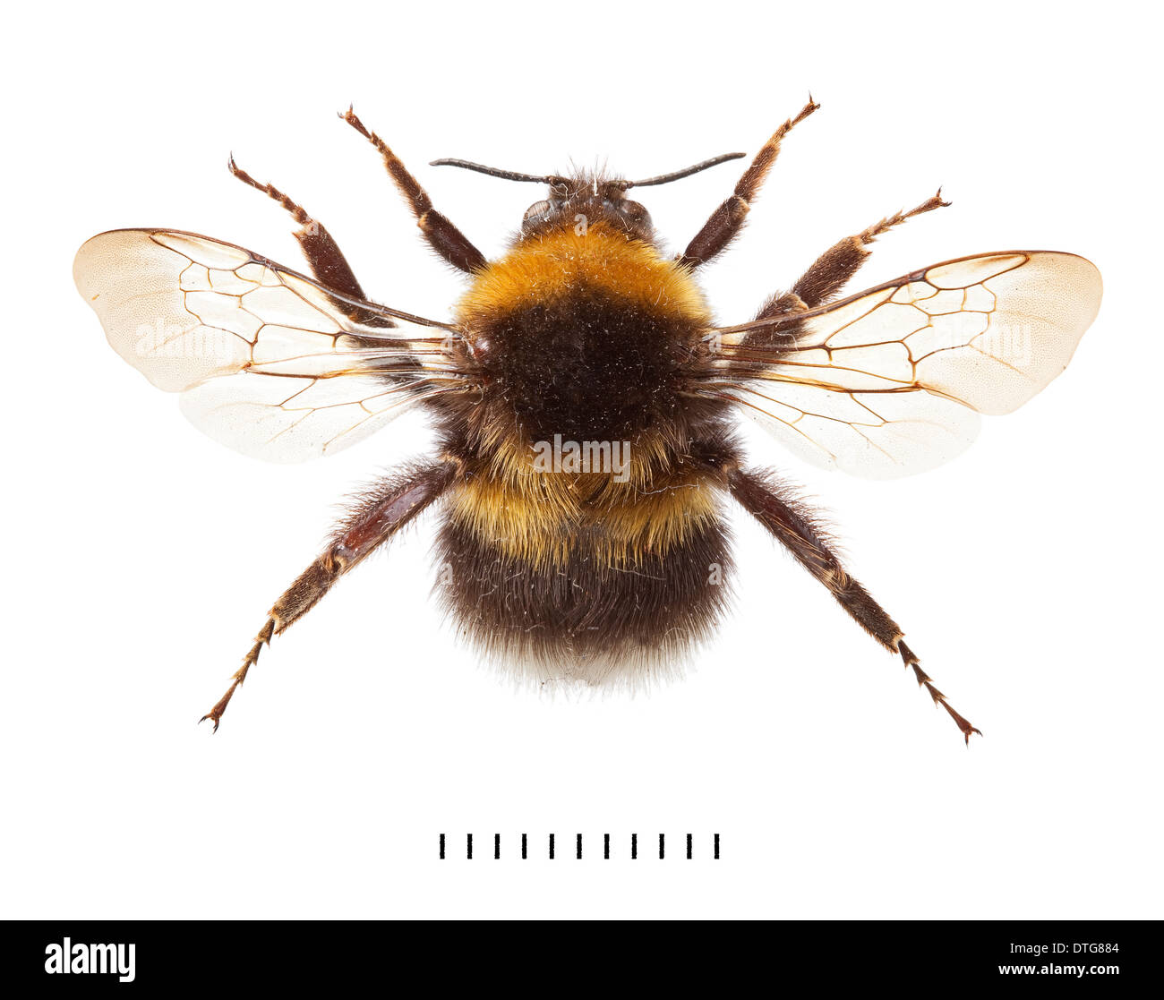 Bombus hortorum, Garden Bumblebee Stock Photo