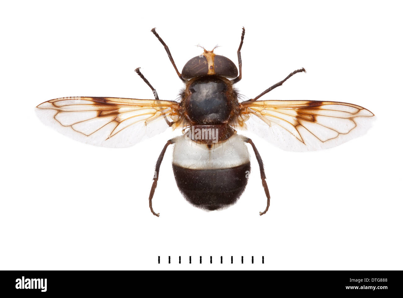 Volucella pellucens, Great Pied Hoverfly Stock Photo