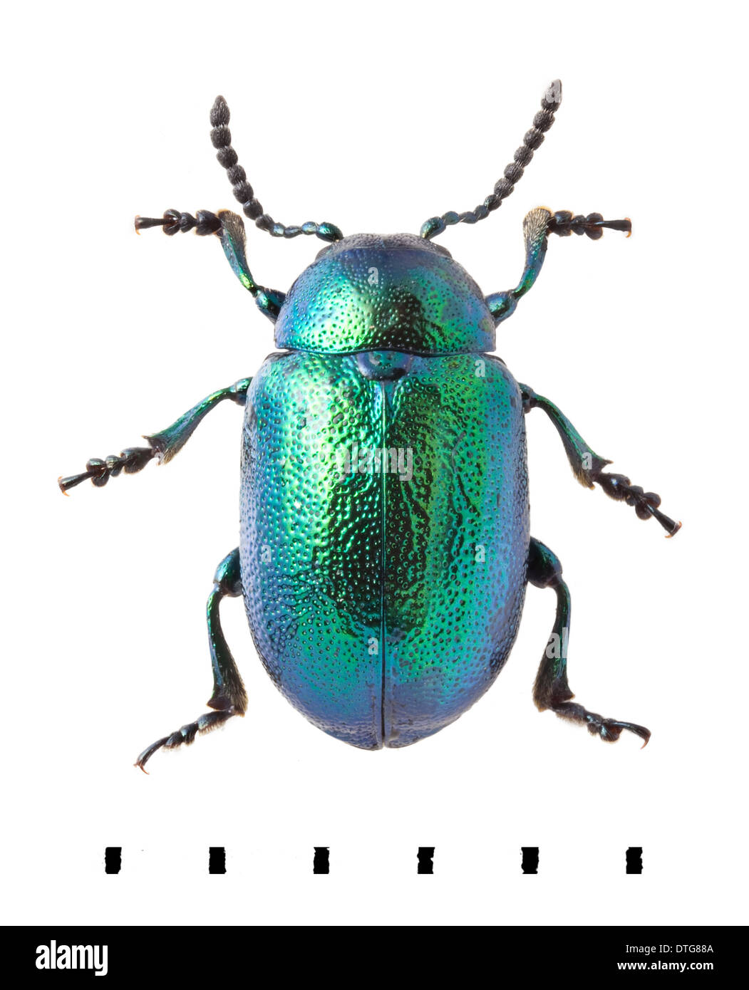 Gastrophysa viridula, Green Dock Beetle Stock Photo