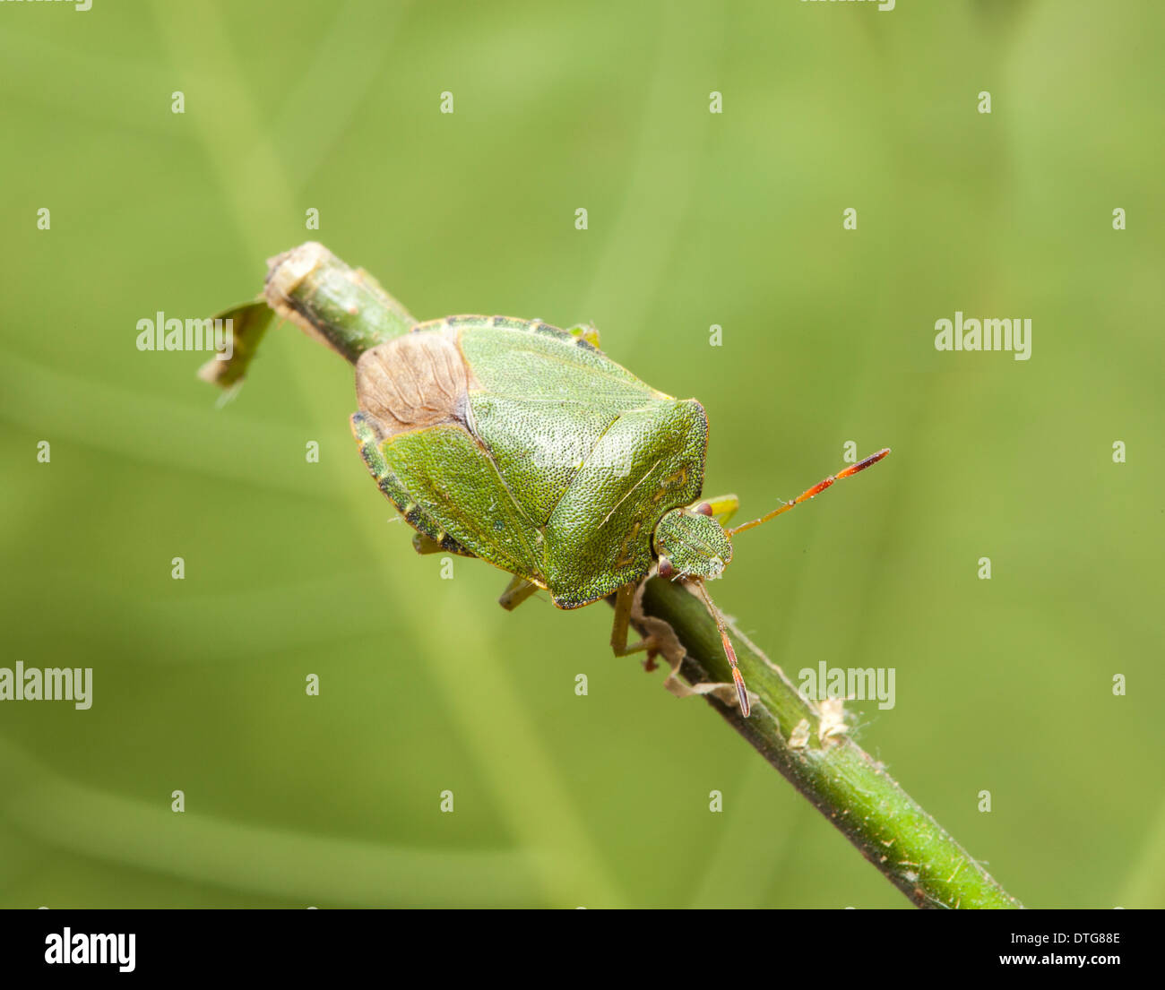 Palomena prasina, Green shield bug Stock Photo