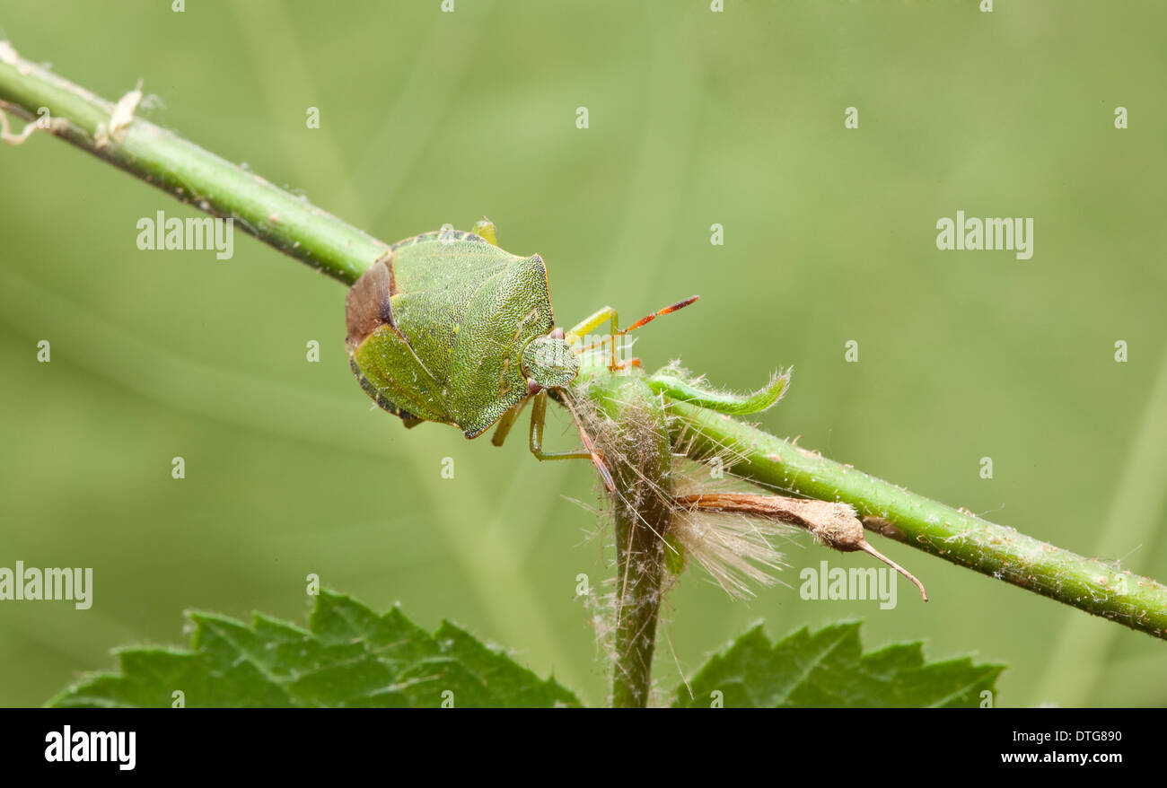 Palomena prasina, Green shield bug Stock Photo
