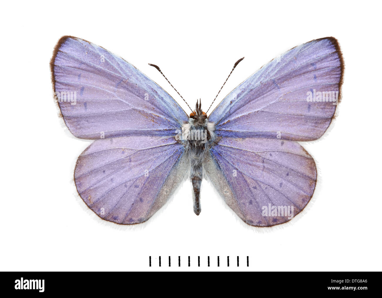 Celastrina argiolus, Holly Blue butterfly Stock Photo