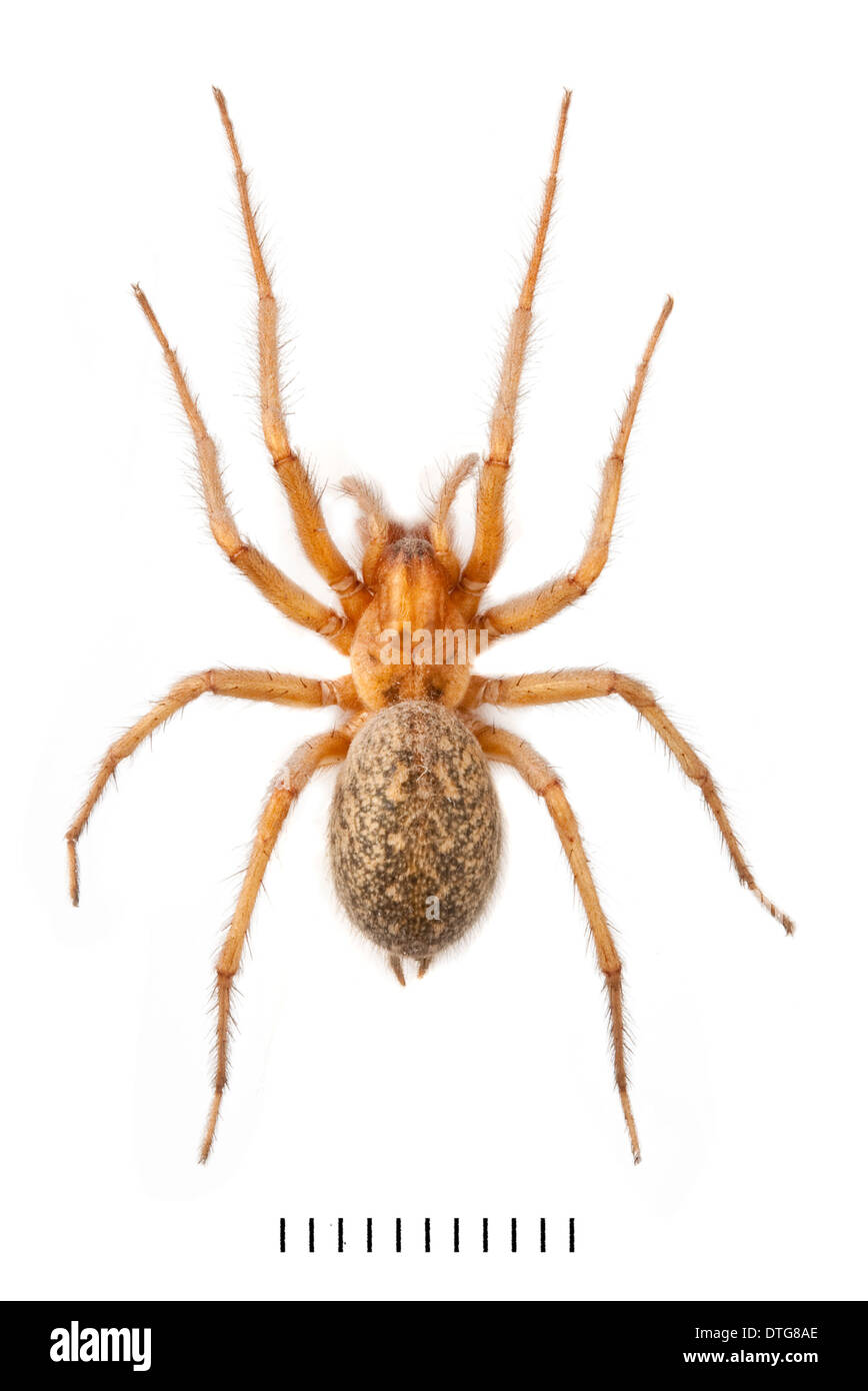 Tegenaria domestica, House Spider Stock Photo