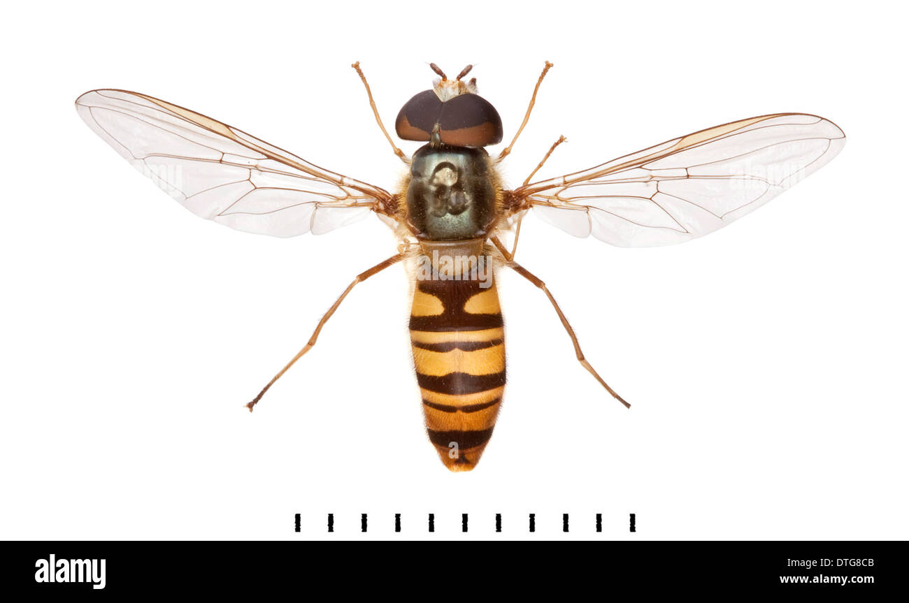 Episyrphus balteatus, Marmalade Hoverfly Stock Photo Alamy