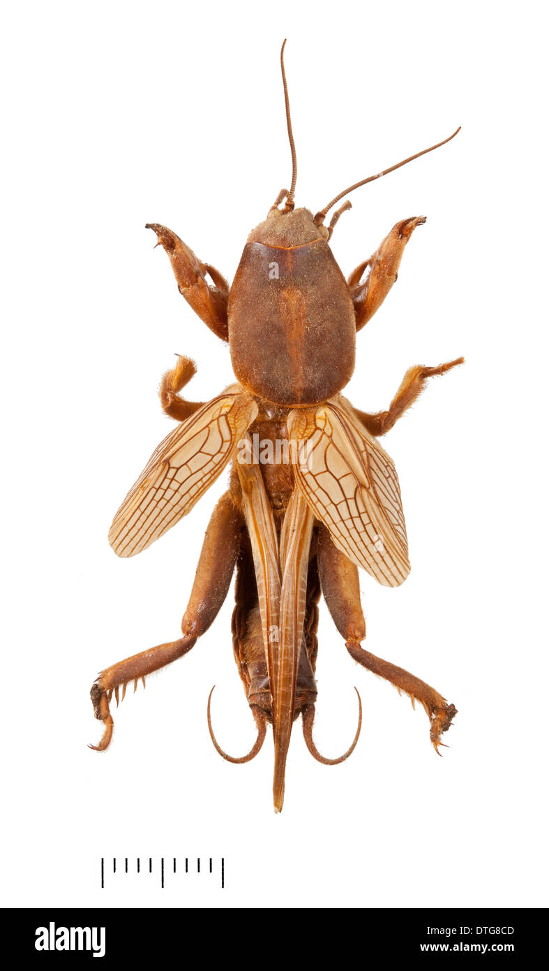 Gryllotalpa gryllotalpa, Mole cricket Stock Photo