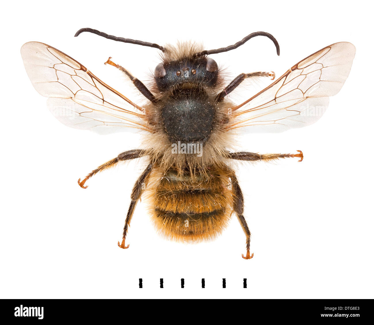 Osmia rufa, Red Mason Bee Stock Photo