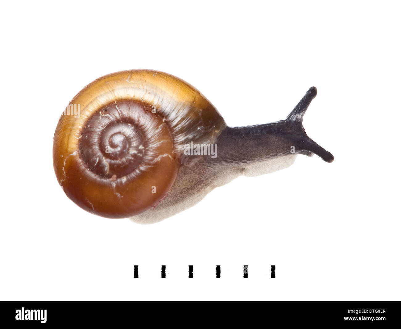 Snail, Gastropoda Stock Photo