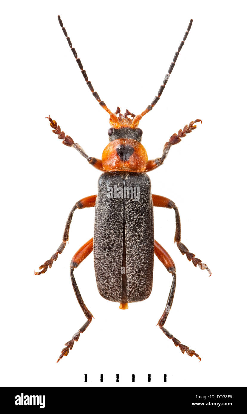 Cantharis rustica, Soldier beetle Stock Photo