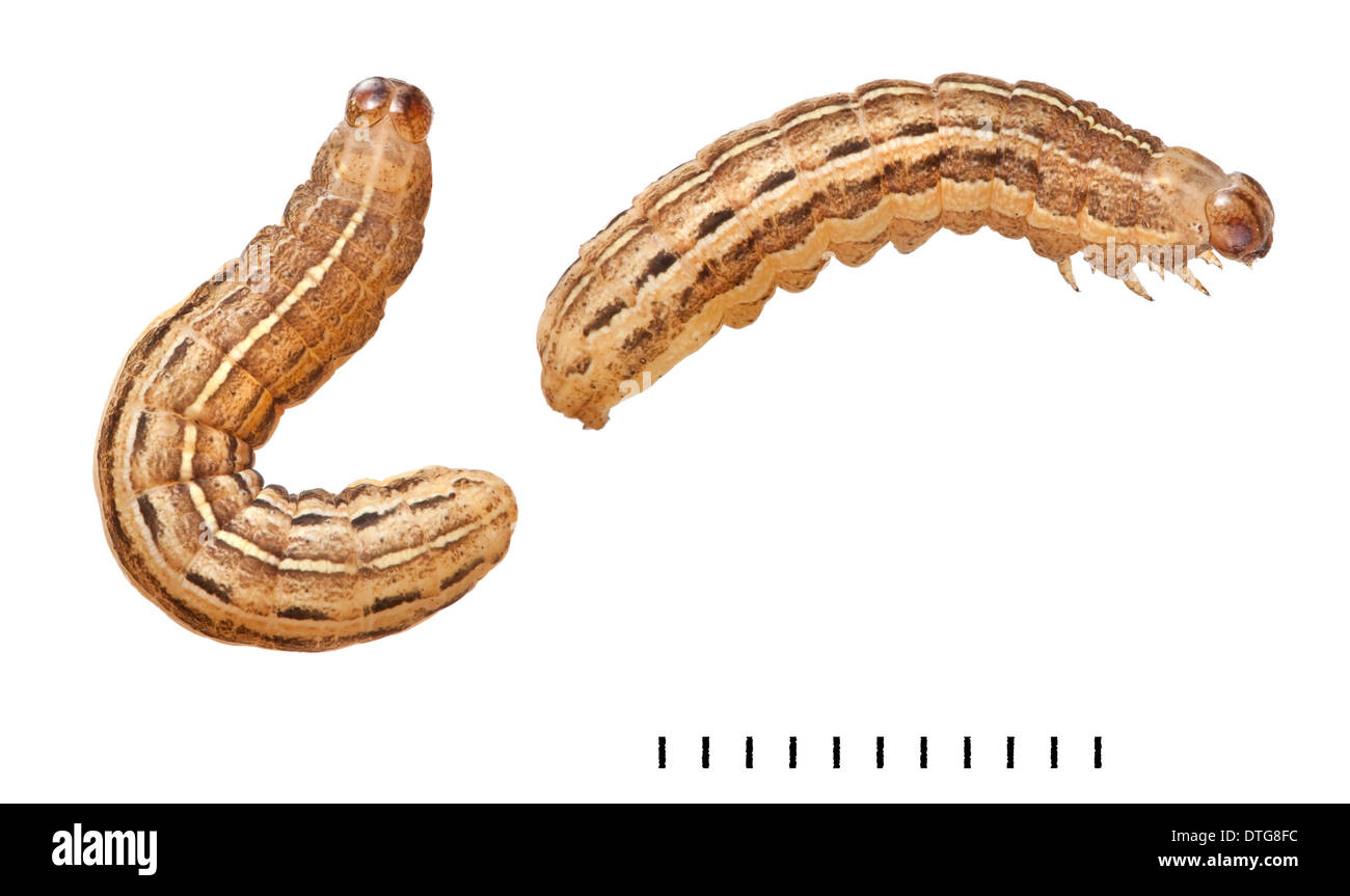 Xestia xanthographa, Square-spot Rustic moth larvae Stock Photo
