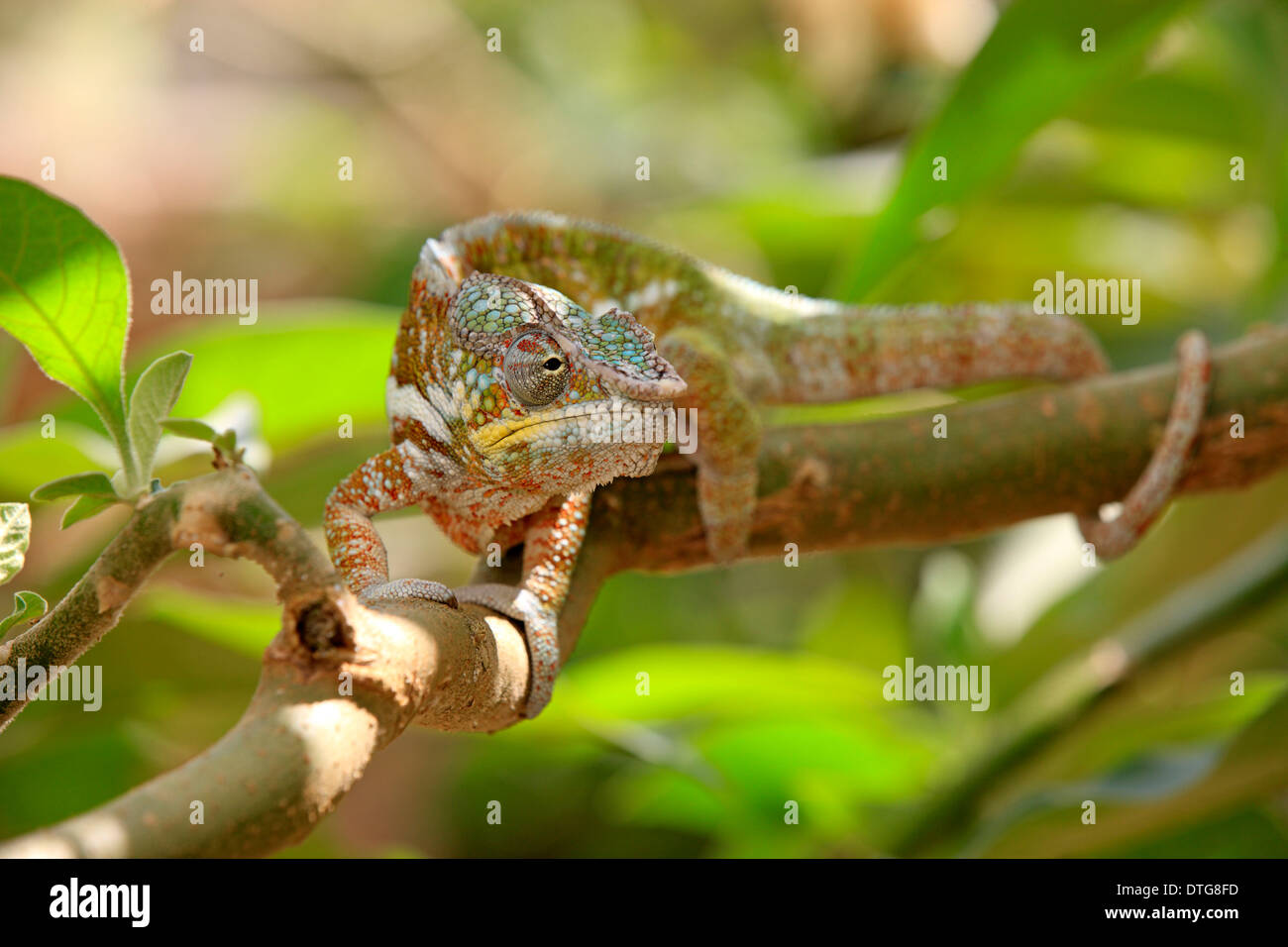 Globe-horned Chameleon, male, Madagascar / (Calumma globifer) Stock Photo