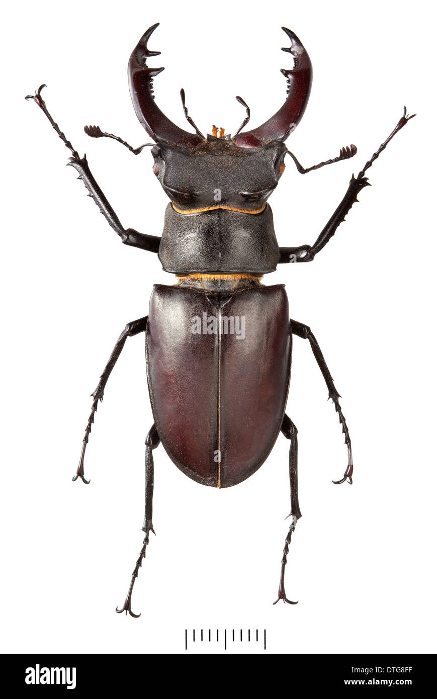 Lucanus cervus, Stag Beetle male Stock Photo