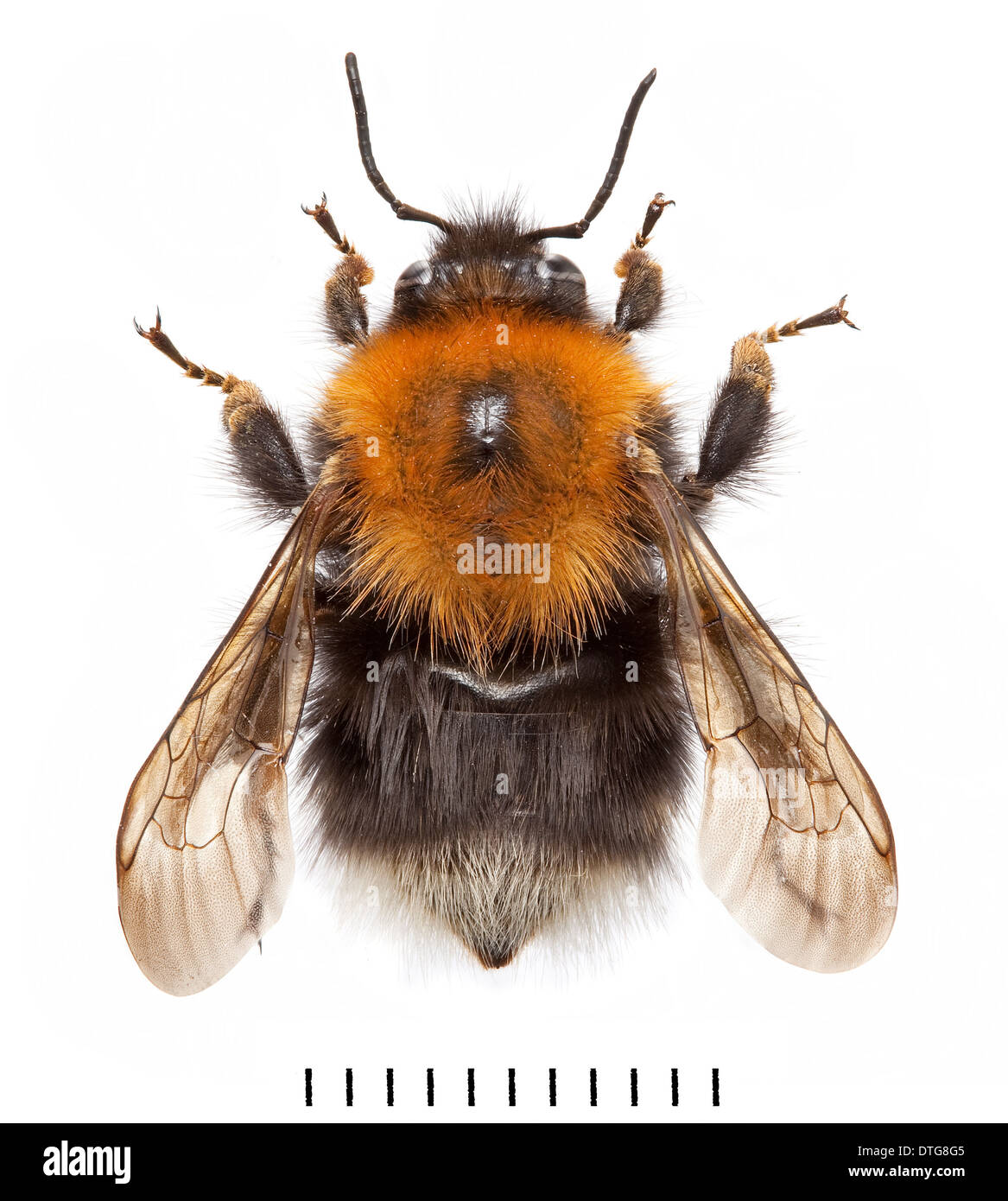 Bombus hypnorum, Tree Bumblebee Stock Photo