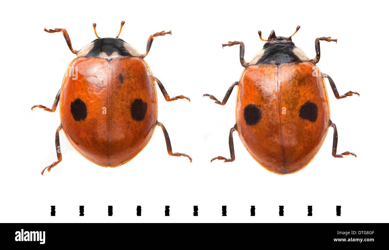 Adalia bipunctata, Two-spot Ladybird Stock Photo