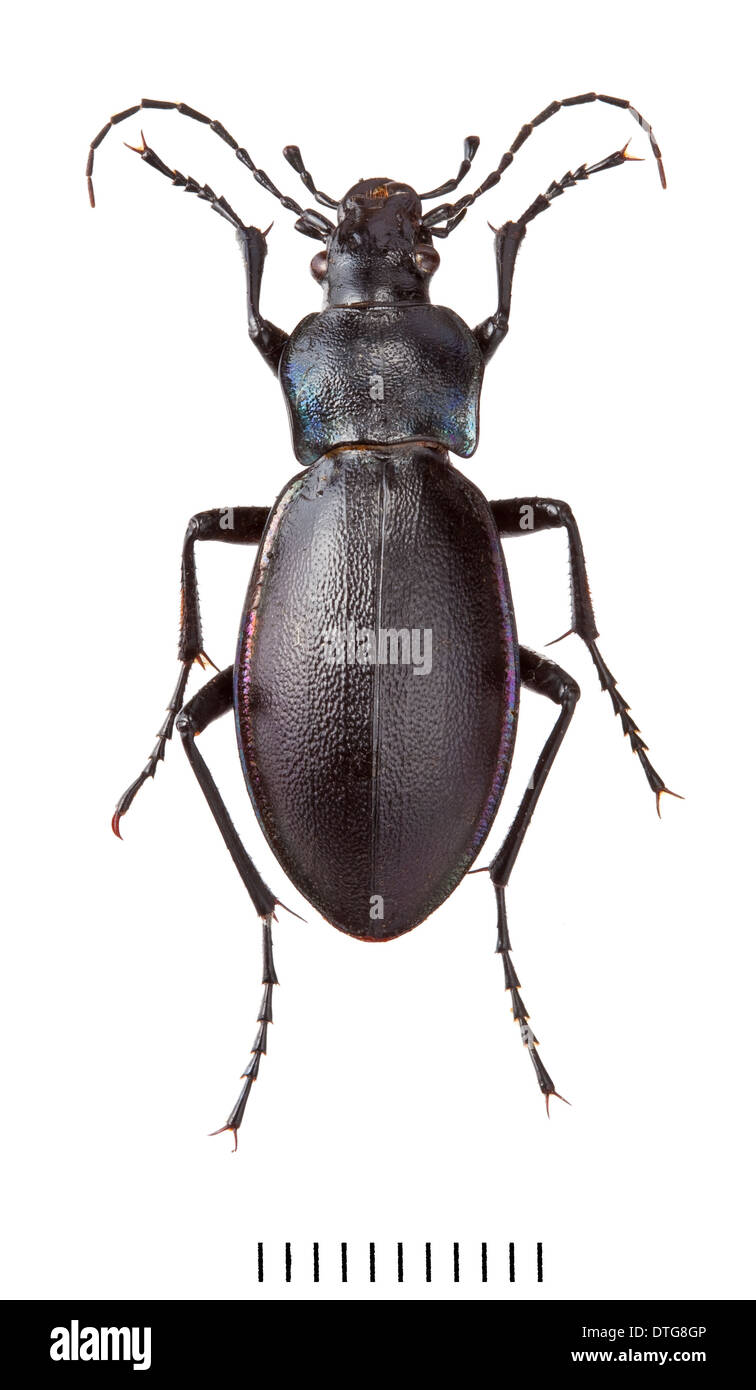 Carabus violaceus, Violet ground beetle Stock Photo
