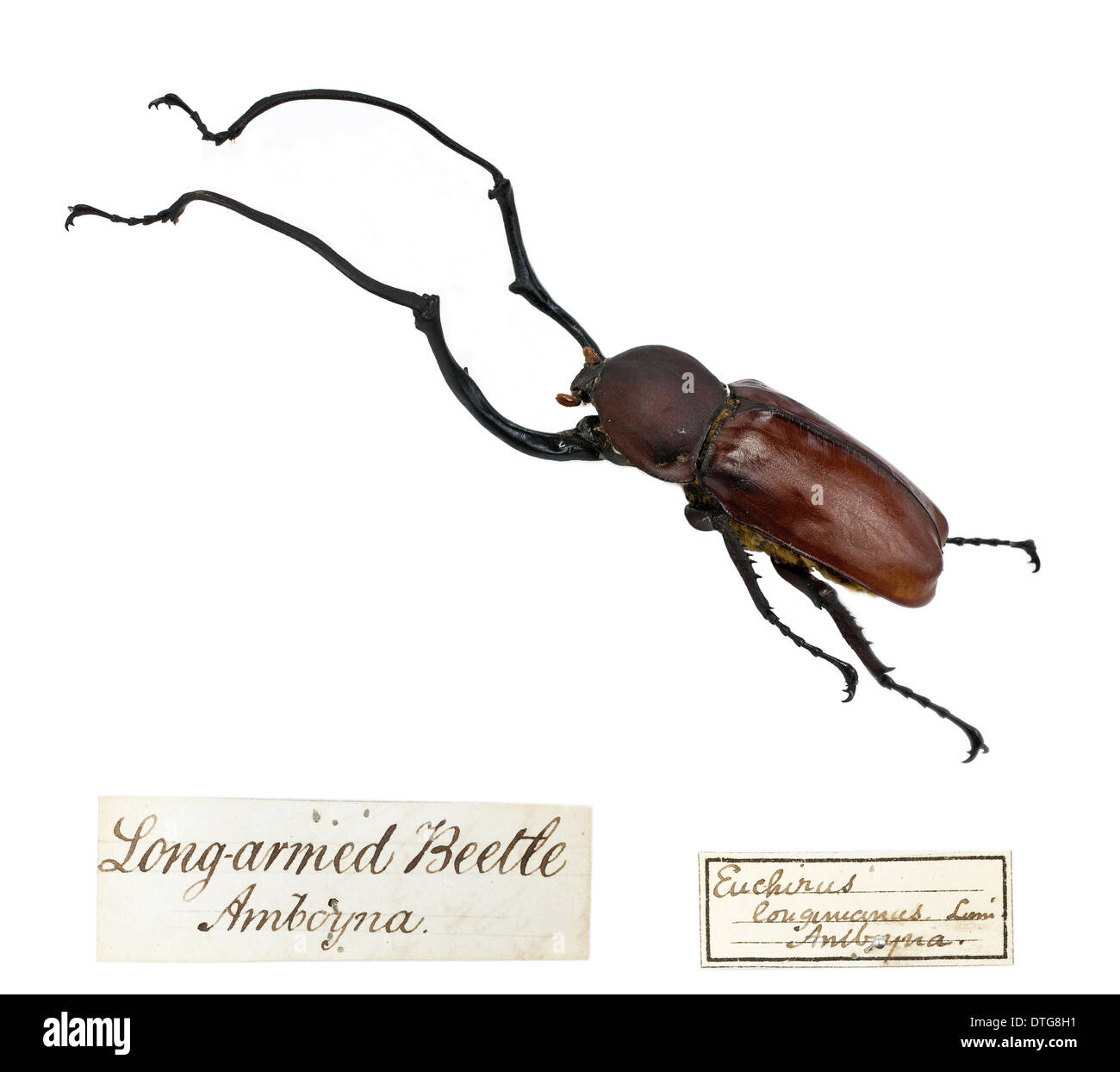 Euchirus longimanus, Wallace's Long armed beetle Stock Photo