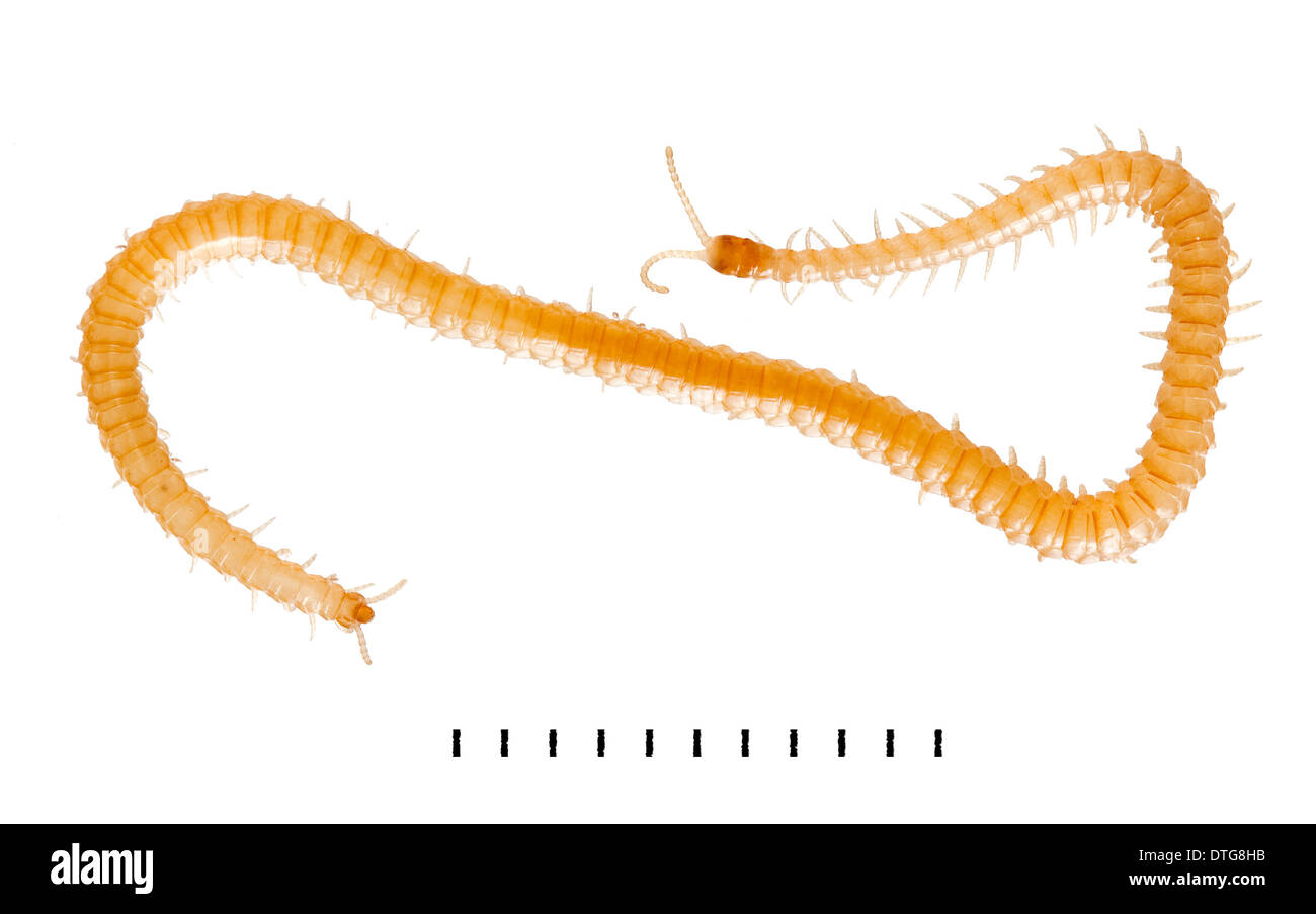 Stigmatogaster subterranea, Western Yellow centipede Stock Photo
